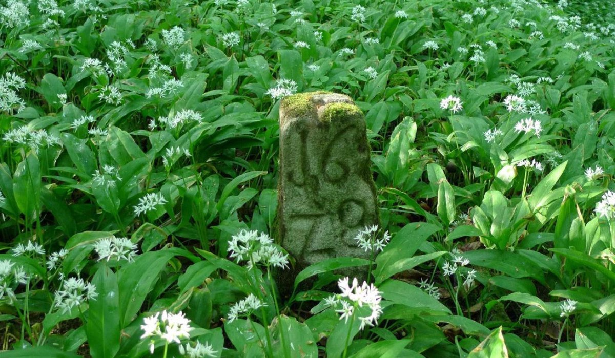 Ein alter Grenzstein mit der Inschrift '1670' steht in einem Feld aus blühendem Bärlauch im Wald., © Nürtingen - Stuttgart-Marketing GmbH Ein alter Grenzstein mit der Inschrift '1670' steht in einem Feld aus blühendem Bärlauch im Wald., © Nürtingen - Stuttgart-Marketing GmbH