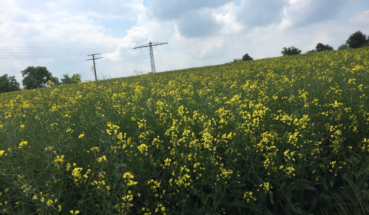 Ein weites Rapsfeld mit gelben Blüten erstreckt sich unter einem bewölkten Himmel. Im Hintergrund sind Strommasten zu sehen., © www.pro-cycl.de Ein weites Rapsfeld mit gelben Blüten erstreckt sich unter einem bewölkten Himmel. Im Hintergrund sind Strommasten zu sehen., © www.pro-cycl.de