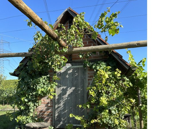 ERLEBNISWOCHENENDE - Picknick an der Scheuer beim Weingut H&auml;u&szlig;ermann, &copy; WTM GmbH Waiblingen