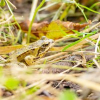 Frosch_Winnenden Breuningsweiler 2 (c) Remstal Tourismus e.V., Heiko Potthoff