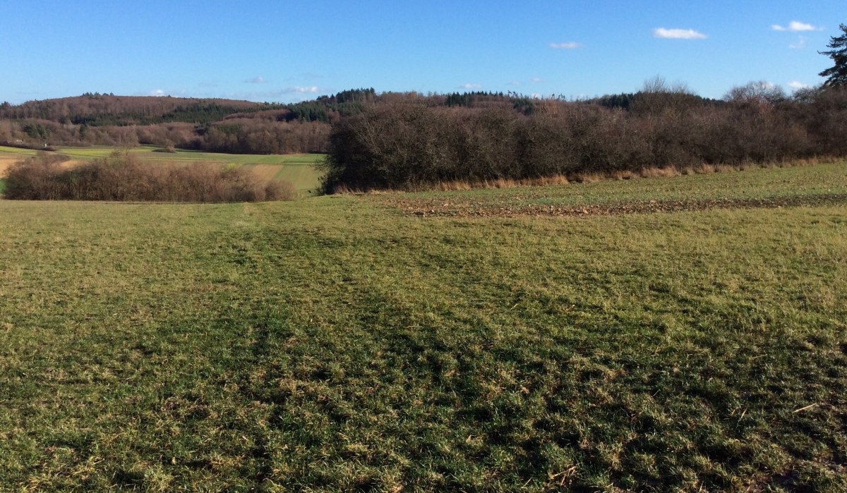 Grüne Wiesen und Büsche unter klarem, blauem Himmel im Naturschutzgebiet Dickenberg., © Natur.Nah. Schönbuch & Heckengäu