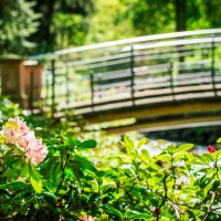 Bl&uuml;hende Rhododendron im Vordergrund, eine geschwungene Br&uuml;cke im Hintergrund, umgeben von gr&uuml;nem Laub im Kurpark., &copy; N&ouml;rdlicher Schwarzwald