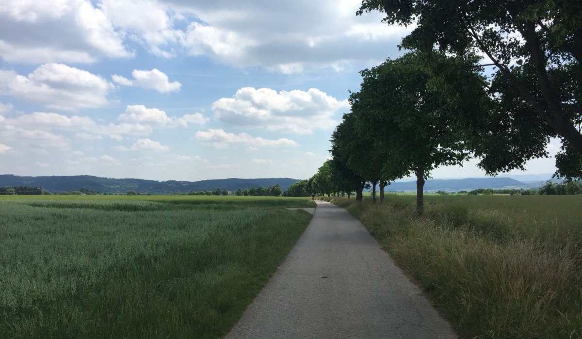 Ein asphaltierter Radweg schlängelt sich durch eine grüne Landschaft, gesäumt von Bäumen und Feldern, unter einem leicht bewölkten Himmel., © www.pro-cycl.de Ein asphaltierter Radweg schlängelt sich durch eine grüne Landschaft, gesäumt von Bäumen und Feldern, unter einem leicht bewölkten Himmel., © www.pro-cycl.de