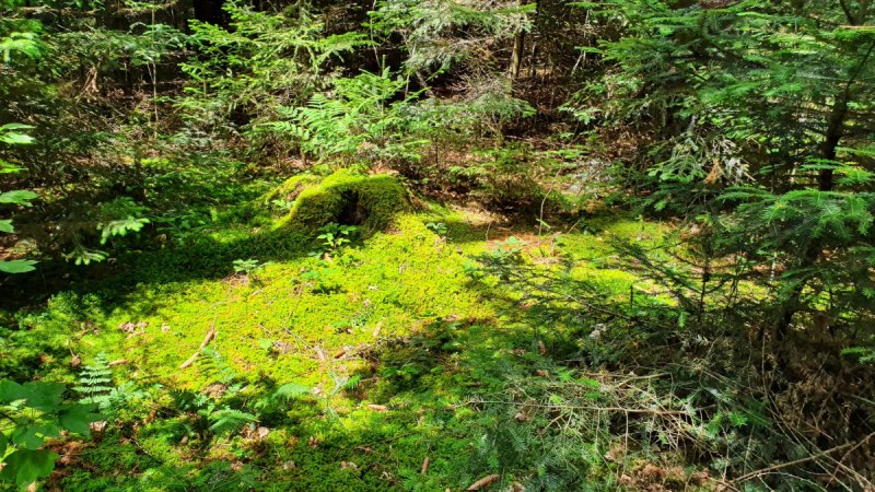 © Q-vadis - Naturpark - Schwäbischer Wald © Q-vadis - Naturpark - Schwäbischer Wald