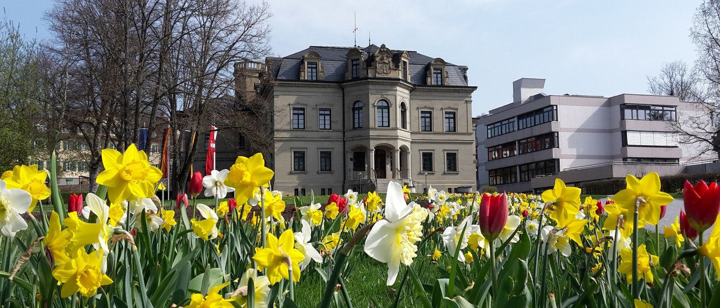 helles Steingebäude des Neuen Schlosses, rechts daneben das helle, moderne Flachdachgebäude der Schloss-Realschule, im Vordergrund gelbe Osterglocken, weiße Narzissen und rote Tulpen, © Petra Natzkowski