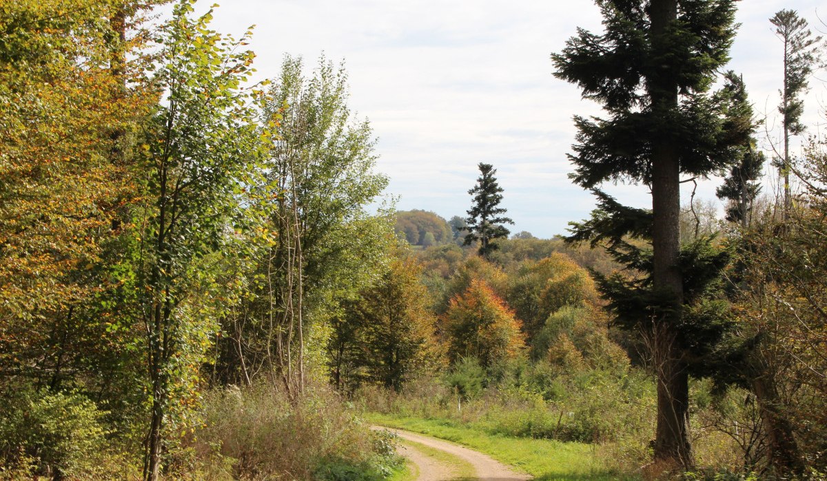 Der Feldweg führt in den Wald, © Bad Urach Tourismus