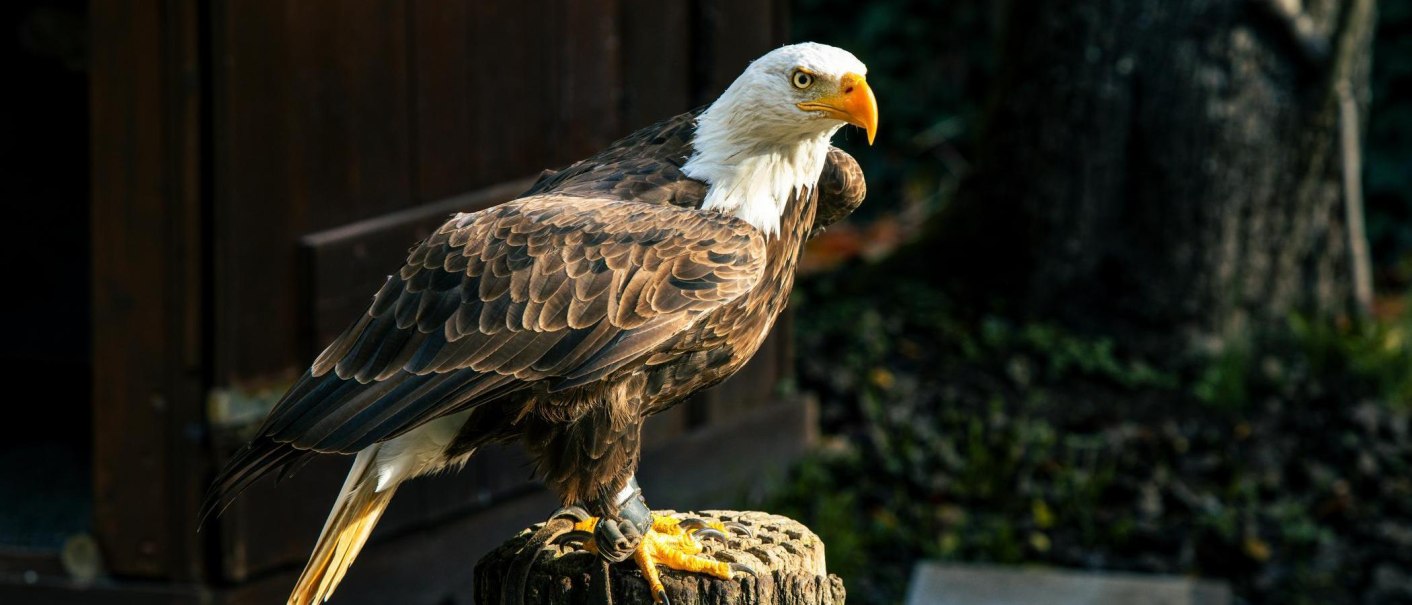 Ein majestätischer Weißkopfseeadler sitzt auf einem Holzstumpf, umgeben von natürlicher Umgebung., © Stuttgart-Marketing GmbH, Sarah Schmid Ein majestätischer Weißkopfseeadler sitzt auf einem Holzstumpf, umgeben von natürlicher Umgebung., © Stuttgart-Marketing GmbH, Sarah Schmid