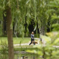 Eine Frau spaziert mit einem Hund im Schlossgarten Stuttgart. Im Vordergrund sind Bäume und ein Teich mit Enten zu sehen., © Stuttgart-Marketing GmbH, Christoph Düpper