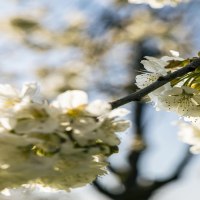 Grafenberg Schorndorf Apfelblüten im Sonnenlicht, © SMG,  Sarah Schmid