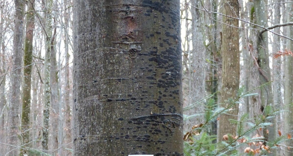 Ein Holzschild mit der Aufschrift "STECKENTALSTRÄSSLE" hängt an einem Baum im Wald. Darunter sind zwei Wandermarkierungen angebracht., © Natur.Nah. Schönbuch & Heckengäu Ein Holzschild mit der Aufschrift "STECKENTALSTRÄSSLE" hängt an einem Baum im Wald. Darunter sind zwei Wandermarkierungen angebracht., © Natur.Nah. Schönbuch & Heckengäu