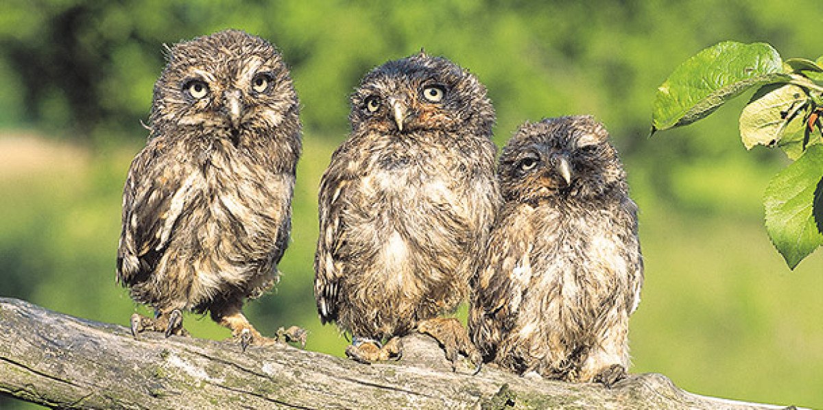 Drei junge Eulen sitzen nebeneinander auf einem Ast, umgeben von grünem Hintergrund., © Natur.Nah. Schönbuch & Heckengäu Drei junge Eulen sitzen nebeneinander auf einem Ast, umgeben von grünem Hintergrund., © Natur.Nah. Schönbuch & Heckengäu
