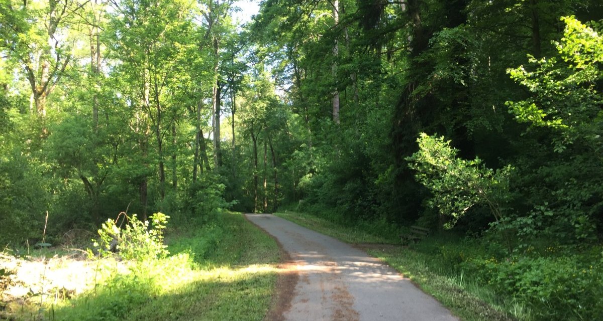 Ein schmaler Weg schlängelt sich durch einen dichten, grünen Wald. Sonnenlicht fällt durch das Blätterdach und beleuchtet den Weg., © www.pro-cycl.de Ein schmaler Weg schlängelt sich durch einen dichten, grünen Wald. Sonnenlicht fällt durch das Blätterdach und beleuchtet den Weg., © www.pro-cycl.de