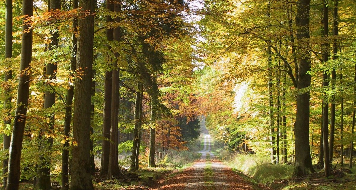 Ein gerader Waldweg, ges&auml;umt von hohen B&auml;umen mit herbstlich gef&auml;rbtem Laub, f&uuml;hrt in die Ferne. Sonnenlicht f&auml;llt durch die Bl&auml;tter., &copy; Natur.Nah. Sch&ouml;nbuch & Heckeng&auml;u