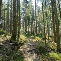 Der Pfad durch den lichten Wald ist traumhaft sch&ouml;n, &copy; N&ouml;rdlicher Schwarzwald