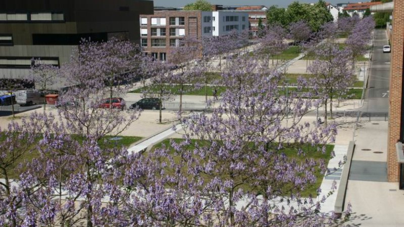 Bl&uuml;hende Paulownienb&auml;ume s&auml;umen eine st&auml;dtische Stra&szlig;e, umgeben von modernen Geb&auml;uden und geparkten Autos., &copy; Stuttgart-Marketing GmbH
