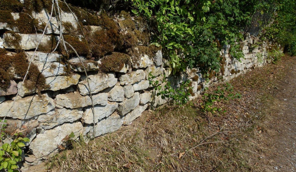 Eine alte Trockenmauer, bewachsen mit Moos und Pflanzen, verläuft entlang eines unbefestigten Weges., © Natur.Nah. Schönbuch & Heckengäu Eine alte Trockenmauer, bewachsen mit Moos und Pflanzen, verläuft entlang eines unbefestigten Weges., © Natur.Nah. Schönbuch & Heckengäu