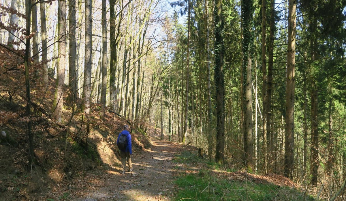 Ein Wanderer mit blauem Rucksack geht auf einem sonnigen Waldweg, umgeben von hohen B&auml;umen und frischem Gr&uuml;n., &copy; Hotzenwald Tourismus GmbH