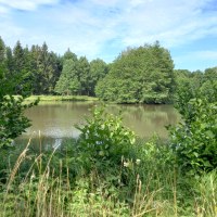 kleiner Waldsee, von B&uuml;schen und B&auml;umen umgeben, &copy; Petra Natzkowski