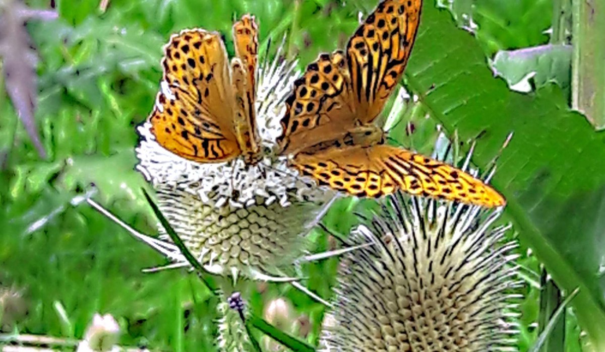 Zwei orangefarbene Schmetterlinge mit schwarzen Flecken sitzen auf einer stacheligen Blume inmitten von grünem Laub., © Bürgerverein Eltingen e. V.