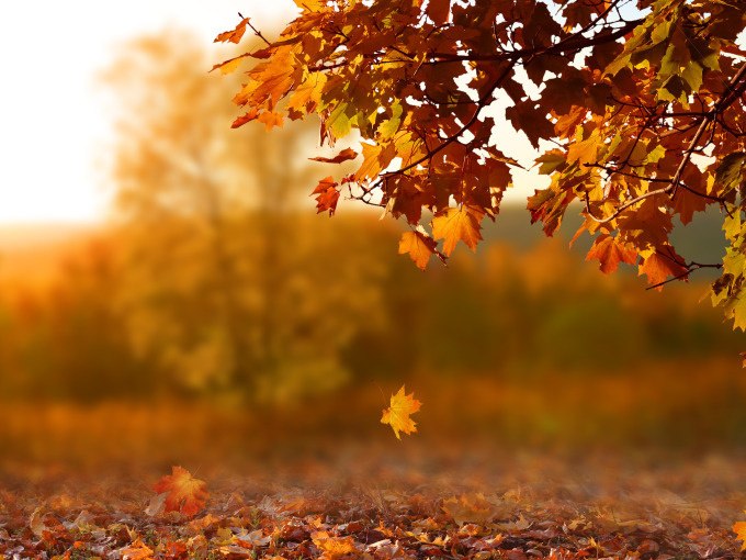 Bunte Herbstbl&auml;tter h&auml;ngen von einem Baum, w&auml;hrend ein Blatt zu Boden f&auml;llt. Der Hintergrund ist unscharf und zeigt eine herbstliche Landschaft., &copy; Stadt G&ouml;ppingen