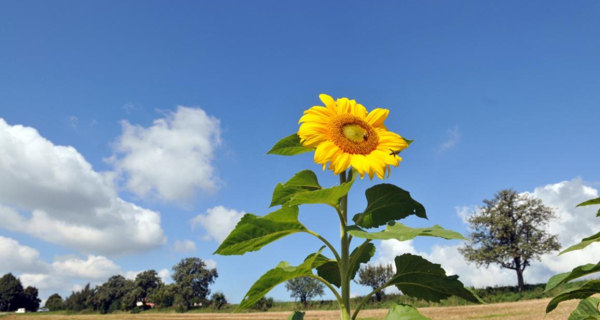 Eine Sonnenblume ragt vor einem blauen Himmel mit weißen Wolken hervor, im Hintergrund ein Feld und Bäume., © Landratsamt Göppingen Eine Sonnenblume ragt vor einem blauen Himmel mit weißen Wolken hervor, im Hintergrund ein Feld und Bäume., © Landratsamt Göppingen