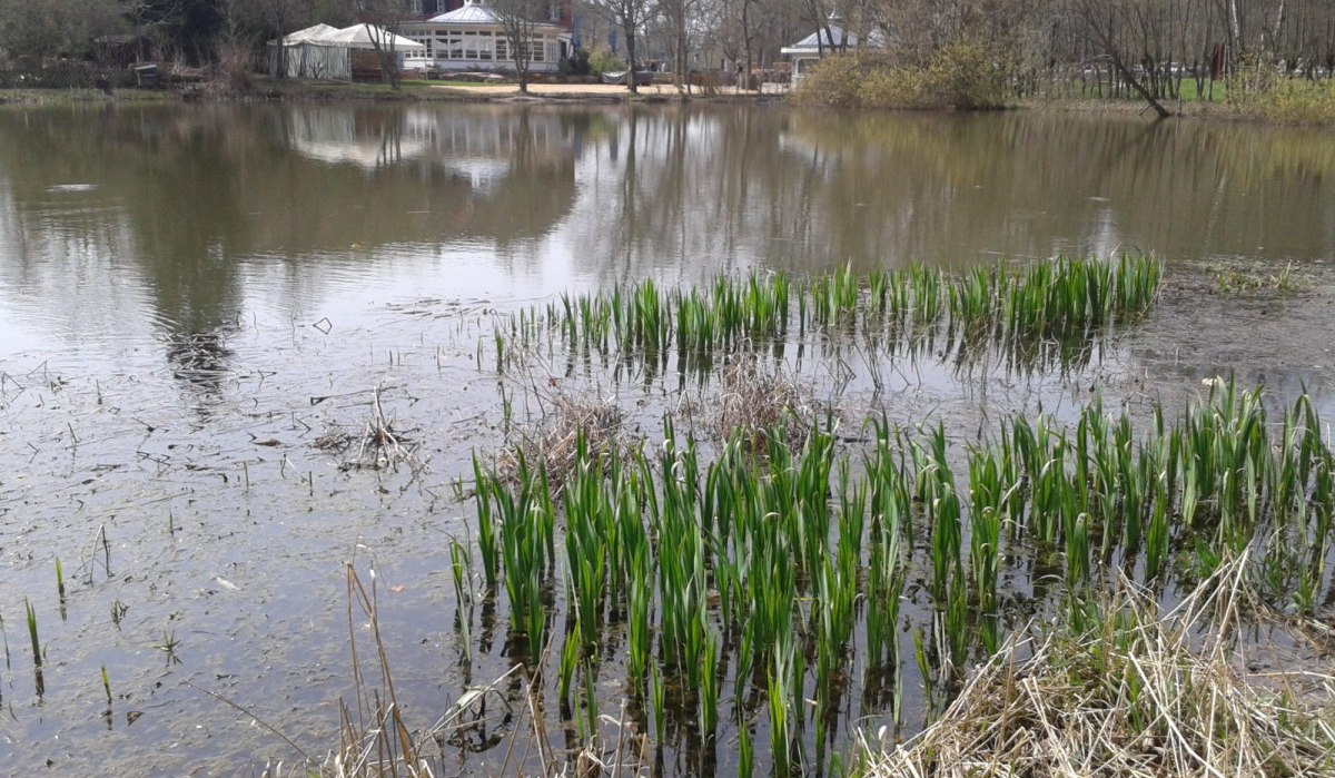 Ein ruhiger Teich mit Schilfpflanzen im Vordergrund. Im Hintergrund ist ein Gebäude mit großen Fenstern zu sehen, umgeben von Bäumen., © Natur.Nah. Schönbuch & Heckengäu Ein ruhiger Teich mit Schilfpflanzen im Vordergrund. Im Hintergrund ist ein Gebäude mit großen Fenstern zu sehen, umgeben von Bäumen., © Natur.Nah. Schönbuch & Heckengäu
