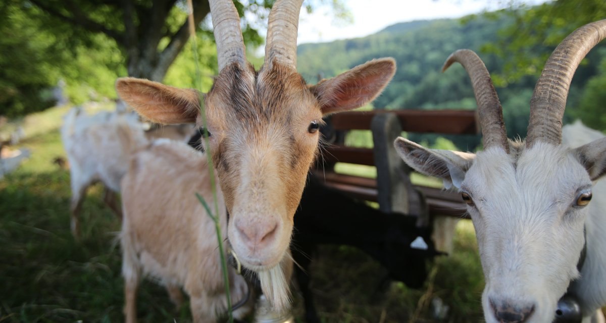 Mehrere Ziegen erkunden den Burgberg, © Bad Urach Tourismus Mehrere Ziegen erkunden den Burgberg, © Bad Urach Tourismus