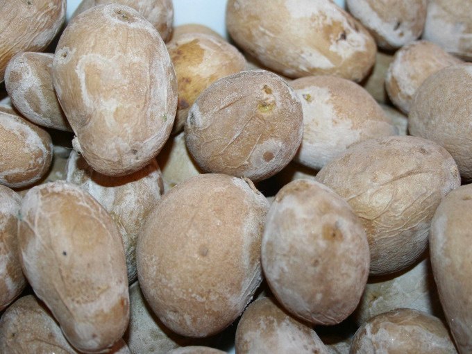 Nahaufnahme von kleinen Kartoffeln mit Salzkruste, die typisch für kanarische Tapas sind., © Kultweine-Kochwelten-Kunstücke - Kochschule Sonja Lenz Nahaufnahme von kleinen Kartoffeln mit Salzkruste, die typisch für kanarische Tapas sind., © Kultweine-Kochwelten-Kunstücke - Kochschule Sonja Lenz