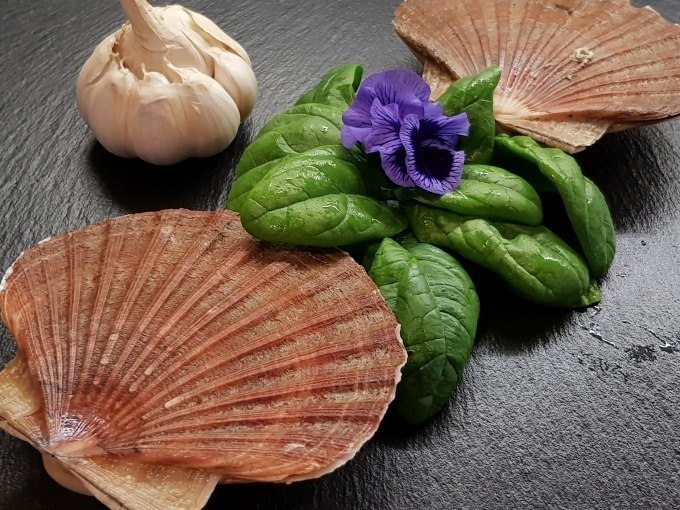 Muschelschalen, frische Spinatblätter, Knoblauch und eine violette Blume auf schwarzem Untergrund arrangiert., © Kultweine-Kochwelten-Kunstücke - Kochschule Sonja Lenz Muschelschalen, frische Spinatblätter, Knoblauch und eine violette Blume auf schwarzem Untergrund arrangiert., © Kultweine-Kochwelten-Kunstücke - Kochschule Sonja Lenz
