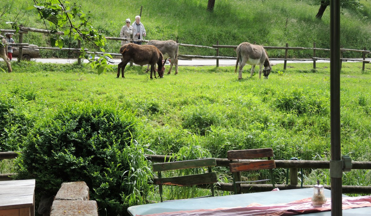 Zwei Esel grasen auf einer grünen Wiese, während zwei Personen im Hintergrund spazieren gehen. Im Vordergrund ein Tisch mit Stühlen., © Natur.Nah. Schönbuch & Heckengäu Zwei Esel grasen auf einer grünen Wiese, während zwei Personen im Hintergrund spazieren gehen. Im Vordergrund ein Tisch mit Stühlen., © Natur.Nah. Schönbuch & Heckengäu