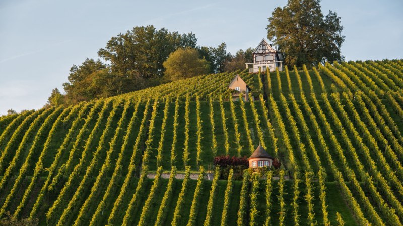 Ein malerischer Weinberg mit geordneten Rebenreihen, einem kleinen Haus und einem Fachwerkhaus auf einem Hügel, umgeben von Bäumen. Ein malerischer Weinberg mit geordneten Rebenreihen, einem kleinen Haus und einem Fachwerkhaus auf einem Hügel, umgeben von Bäumen.