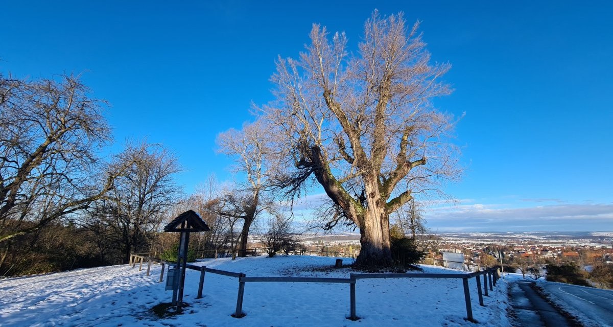 Silberpappel im Winter, &copy; Landkreis G&ouml;ppingen