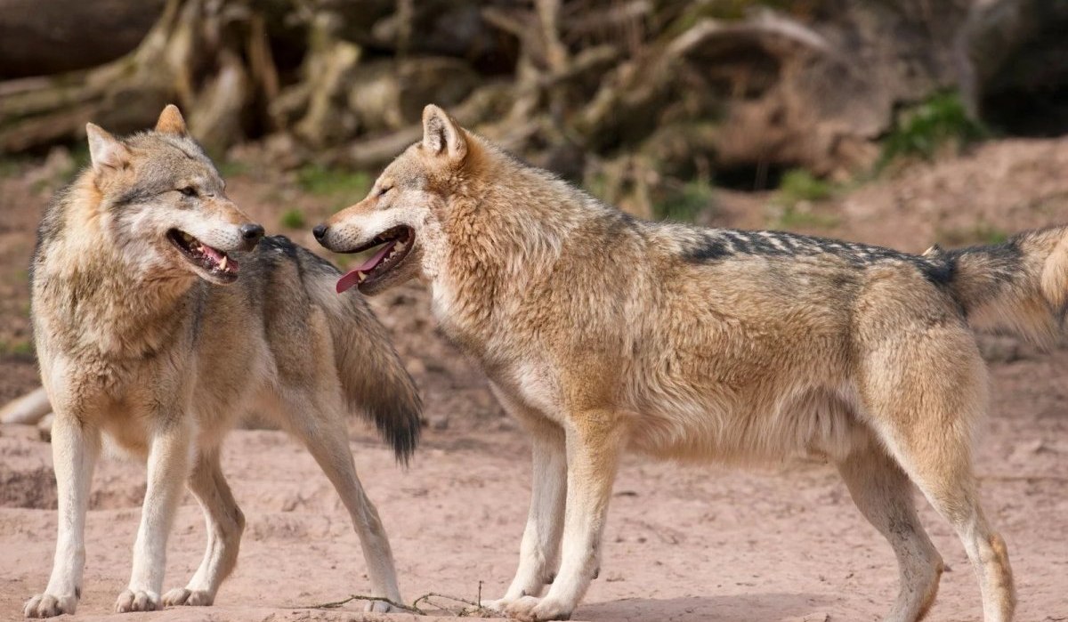 CB1 Wanderdreiklang Cleebronn | Wölfe im Wildparadies Tripsdrill, © Wildparadies Tripsdrill CB1 Wanderdreiklang Cleebronn | Wölfe im Wildparadies Tripsdrill, © Wildparadies Tripsdrill