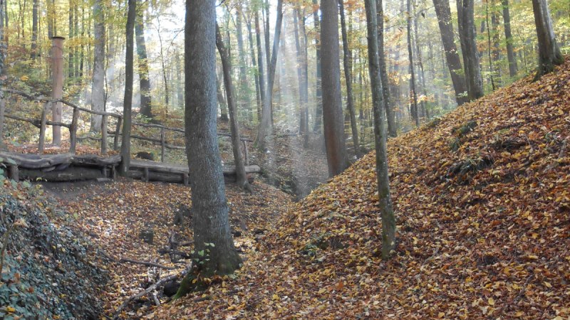 Herbstlicher Wald im Aichenbachtal mit Sonnenstrahlen, die durch die Bäume scheinen. Ein kleiner Bach fließt durch das Laub. Herbstlicher Wald im Aichenbachtal mit Sonnenstrahlen, die durch die Bäume scheinen. Ein kleiner Bach fließt durch das Laub.
