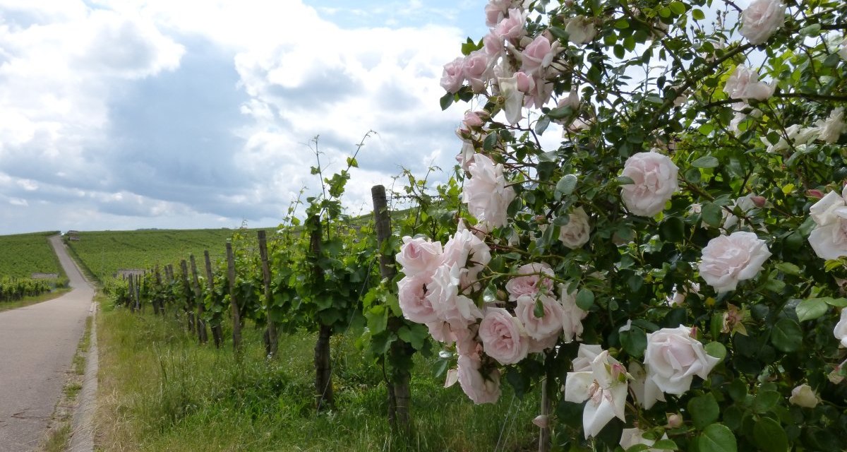 Ein Weg führt durch einen Weinberg, gesäumt von blühenden Rosen. Der Himmel ist teils bewölkt, die Landschaft wirkt idyllisch. Ein Weg führt durch einen Weinberg, gesäumt von blühenden Rosen. Der Himmel ist teils bewölkt, die Landschaft wirkt idyllisch.