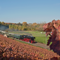 Eine Dampflok zieht einen Zug durch eine herbstliche Landschaft mit bunten Weinbergen und Bäumen., © DBK Historische Bahn e.V.
