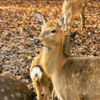 Dammhirsche im herbstlichen Wald, umgeben von buntem Laub. Ein Hirsch schaut aufmerksam in die Kamera., © Stuttgart-Marketing GmbH, Sarah Schmid