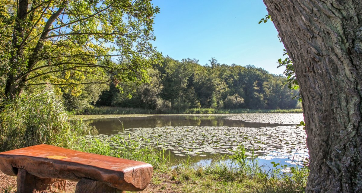 Holzbank am Charlottensee, umgeben von B&auml;umen und Seerosen. Die Sonne scheint auf das ruhige Wasser, das von &uuml;ppigem Gr&uuml;n umgeben ist., &copy; Distrito de G&ouml;ppingen