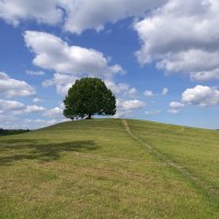 Ein einzelner Baum auf einem Hügel unter blauem Himmel mit weißen Wolken. Ein Pfad führt zum Baum., © Bad Urach Tourismus