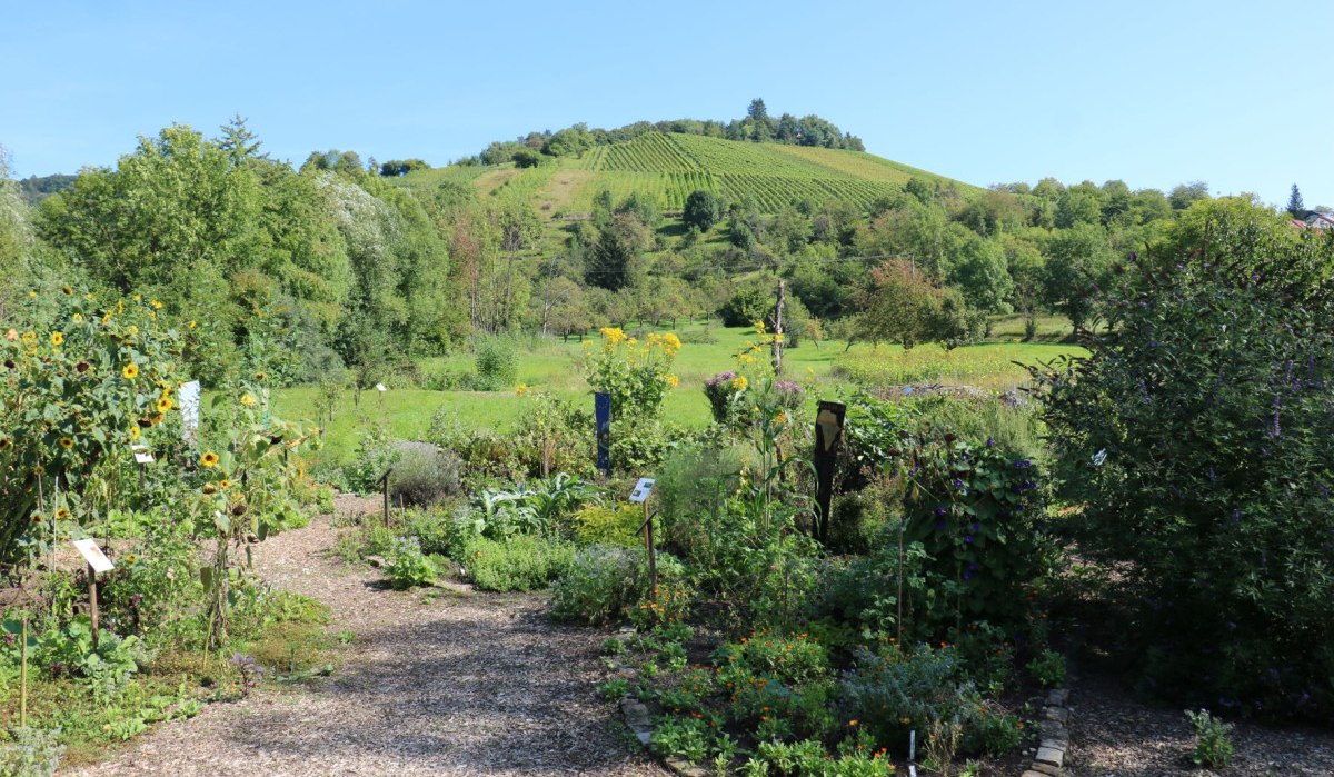 Ein üppiger Garten mit verschiedenen Pflanzen und Blumen, im Hintergrund ein grüner Hügel mit Weinreben unter klarem, blauem Himmel., © Remstal Tourismus e.V. Ein üppiger Garten mit verschiedenen Pflanzen und Blumen, im Hintergrund ein grüner Hügel mit Weinreben unter klarem, blauem Himmel., © Remstal Tourismus e.V.