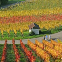 Tour 2_Weinberge_KLeinbottwar_Herbst-Dieter_Sukowski_klein, © Copyright Tourismugemeinschaft Marbach-Bottwartal Dieter Sukowski Tour 2_Weinberge_KLeinbottwar_Herbst-Dieter_Sukowski_klein, © Copyright Tourismugemeinschaft Marbach-Bottwartal Dieter Sukowski