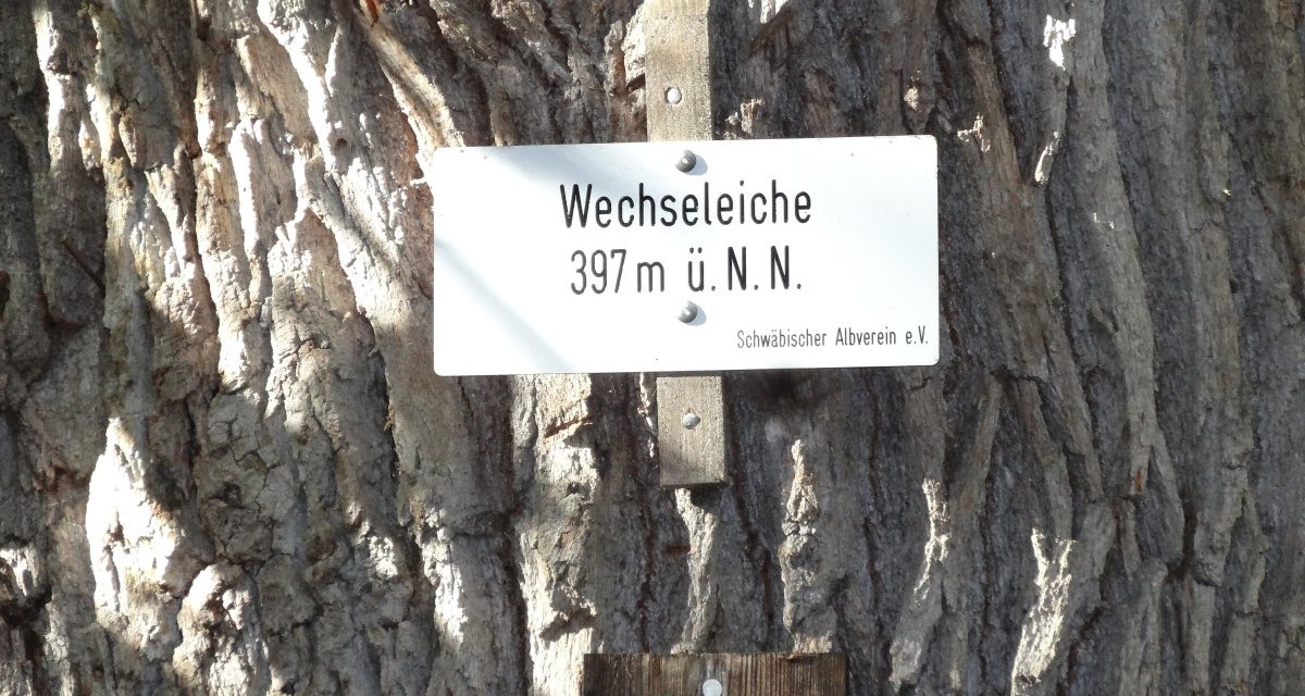 Schild an einem Baumstamm mit der Aufschrift 'Wechseleiche 397 m ü. N.N.' und 'Naturdenkmal'., © Nürtingen - Stuttgart-Marketing GmbH Schild an einem Baumstamm mit der Aufschrift 'Wechseleiche 397 m ü. N.N.' und 'Naturdenkmal'., © Nürtingen - Stuttgart-Marketing GmbH