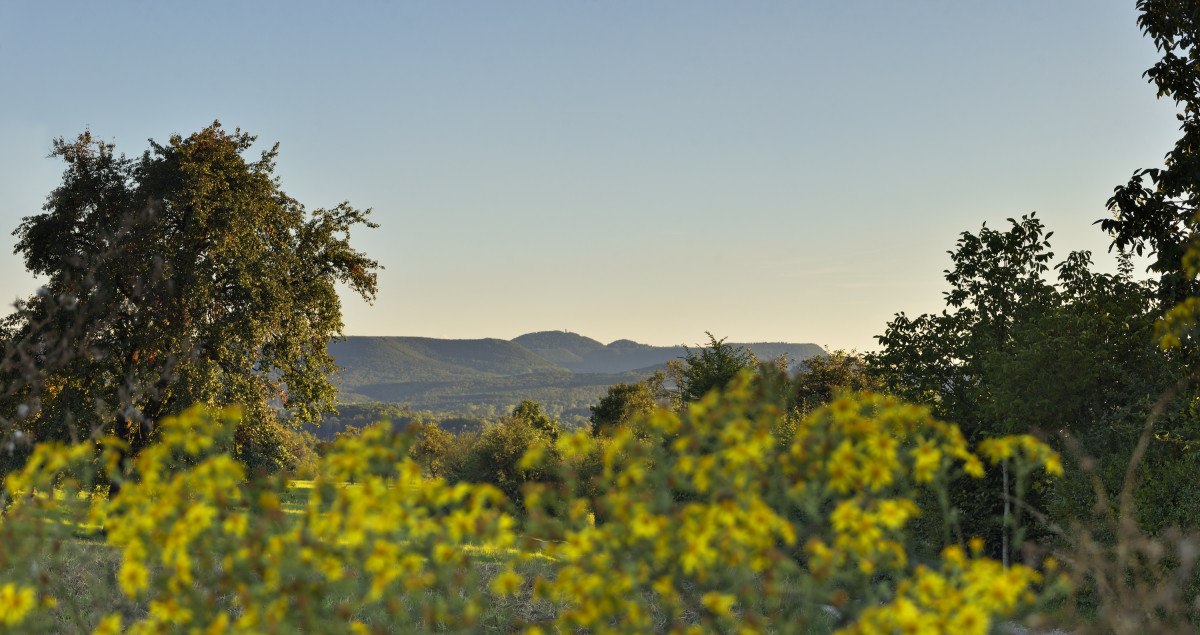 Gelbe Blumen im Vordergrund, dahinter eine hügelige Landschaft mit Bäumen und klarem Himmel., © Mythos Schwäbische Alb Gelbe Blumen im Vordergrund, dahinter eine hügelige Landschaft mit Bäumen und klarem Himmel., © Mythos Schwäbische Alb
