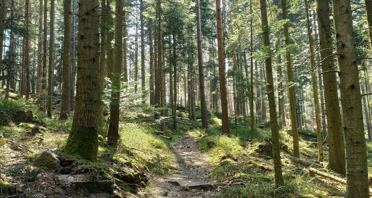 Der Pfad durch den lichten Wald ist traumhaft sch&ouml;n, &copy; N&ouml;rdlicher Schwarzwald