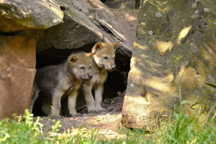 Europöische wölfe, © Erlebnispark Tripsdrill Europöische wölfe, © Erlebnispark Tripsdrill