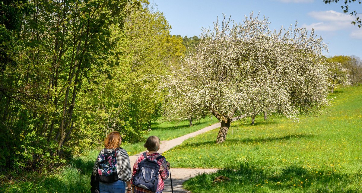 Zwei Personen mit Rucksäcken und einem Hund spazieren auf einem Weg durch eine grüne Landschaft mit blühenden Bäumen unter blauem Himmel., © Stadtverwaltung Winnenden Zwei Personen mit Rucksäcken und einem Hund spazieren auf einem Weg durch eine grüne Landschaft mit blühenden Bäumen unter blauem Himmel., © Stadtverwaltung Winnenden
