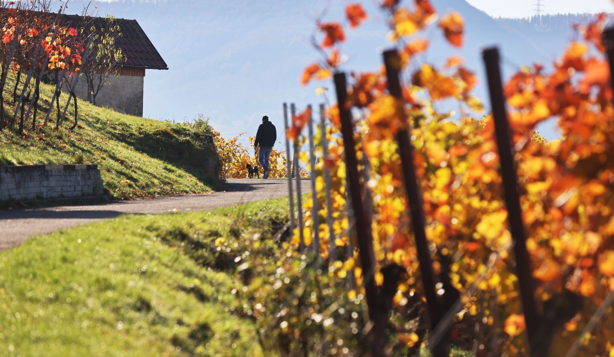 Ein Spaziergänger mit Hund auf einem Weg durch einen herbstlichen Weinberg in Metzingen. Bunte Blätter und ein Hügel im Hintergrund.