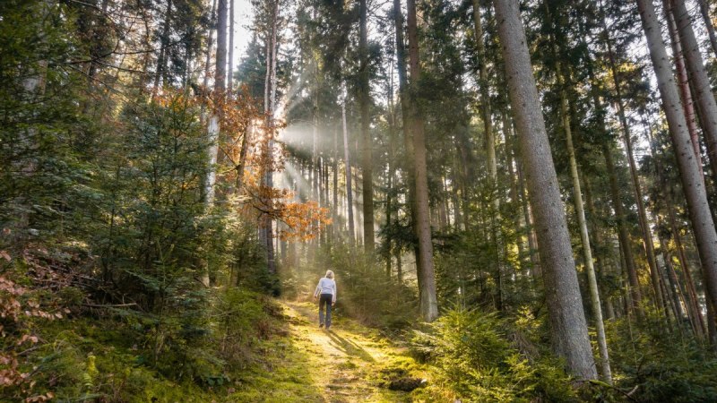 &copy; N&ouml;rdlicher Schwarzwald