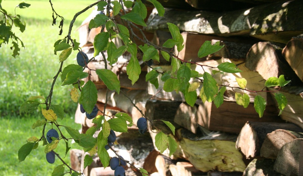 Ein Ast mit grünen Blättern und blauen Früchten hängt vor einem Stapel Holzscheite im Sonnenlicht., © Natur.Nah. Schönbuch & Heckengäu Ein Ast mit grünen Blättern und blauen Früchten hängt vor einem Stapel Holzscheite im Sonnenlicht., © Natur.Nah. Schönbuch & Heckengäu