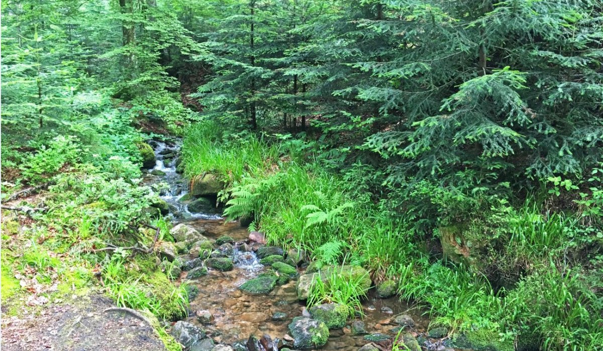 Ein kleiner Bach fließt durch einen dichten, grünen Wald. Moos und Farne säumen das Ufer, während Bäume Schatten spenden., © www.pro-cycl.de Ein kleiner Bach fließt durch einen dichten, grünen Wald. Moos und Farne säumen das Ufer, während Bäume Schatten spenden., © www.pro-cycl.de